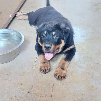 Hundetreffen-Hundetreffen Spreepark-Bild