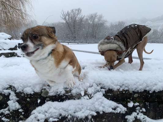 Die Dogorama-Wochen-Challenge "Die schönste Grimasse"-Beitrag-Bild