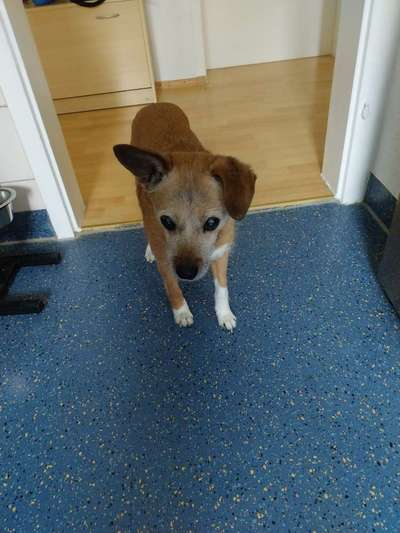 Chica ist blind und taub-Beitrag-Bild