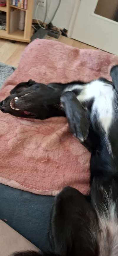 Mein Zeckenschutzmittel wirkt länger als angegeben...-Beitrag-Bild