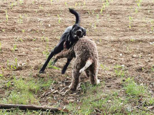 Dogorama Photo Challenge - Die besten Hundebuddys-Beitrag-Bild