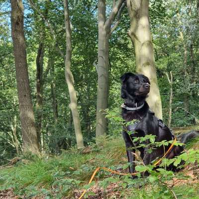 Wald Bild-Beitrag-Bild