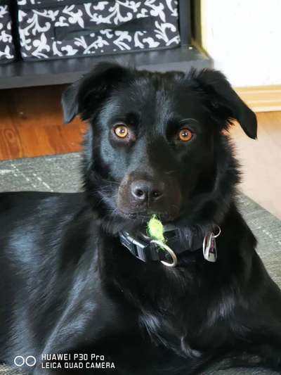 Dogorama Photo Challenge - Hundeblick zum hinschmelzen-Beitrag-Bild