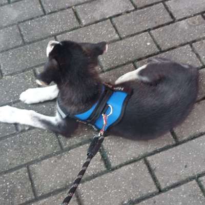 Hundetreffen-Welpentreffen auf der Hundewiese Haspe