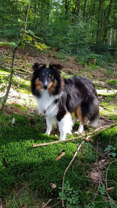 Shelties-Beitrag-Bild