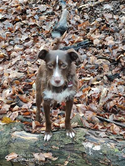 Podencomischling oder Podenco-Beitrag-Bild