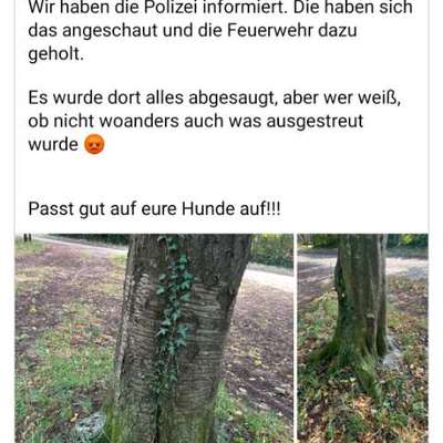 Giftköder-Weißes Pulver in Stuttgart Stammheim-Bild