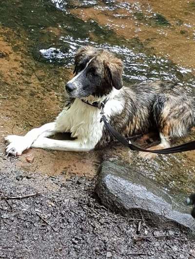 Dogorama Photo Challenge - Tierischer Urlaub-Beitrag-Bild