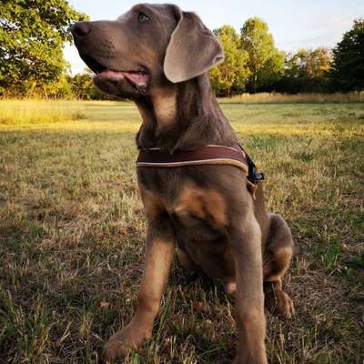 Hundetreffen-Spiel und Gassi r-Profilbild