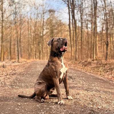 Hundetreffen-Suchen Spielkameraden-Bild