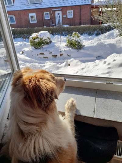 Die Dogorama Kalender Challenge Teil 2/4-Beitrag-Bild