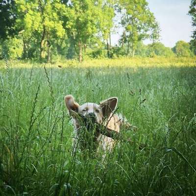 Hundetreffen-Gassirunde und Spielrunde