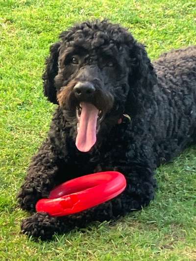 Hundetreffen-Hundetreffen-Bild