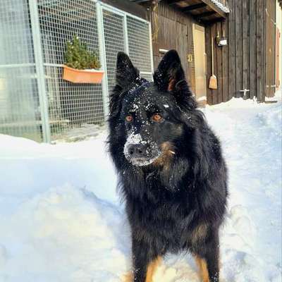 Mit oder ohne Unterfell?-Beitrag-Bild