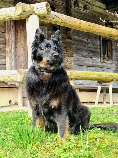 Deutsche Schäferhunde, Belgische Schäferhunde.-Beitrag-Bild