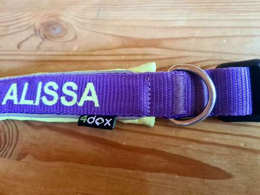 Welches Halsband trägt dein Hund und warum dieses?-Beitrag-Bild