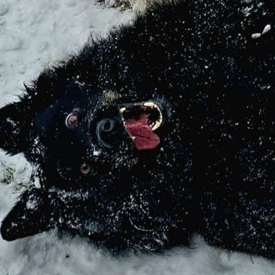 Mit oder ohne Unterfell?-Beitrag-Bild