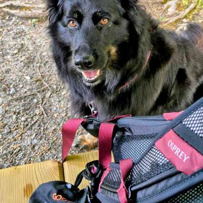 Schäferhund-Beitrag-Bild