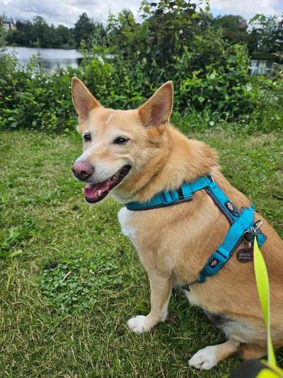 Unsere Fellnasen-Vielfalt im Überblick!-Beitrag-Bild