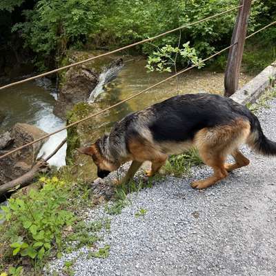 Hundetreffen-Spaziergang-Bild
