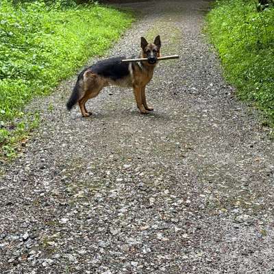 Hundetreffen-Spaziergang-Bild