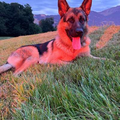 Hundetreffen-Spaziergang-Bild