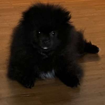 Hundetreffen-Welpen treffen Nähe Meerbusch Düsseldorf-Profilbild