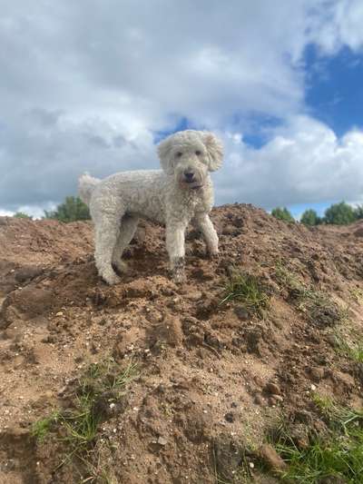 Hundetreffen-Spielpartner in Homburg-Bild