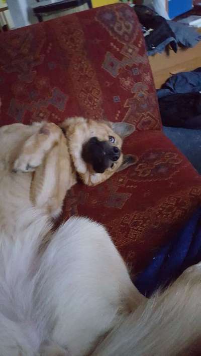 Mischlinge - die beste Rasse die es gibt-Beitrag-Bild