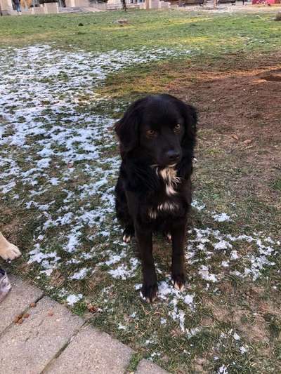 Hunde aus dem Tierschutz: Bulgarien-Beitrag-Bild