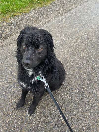 Die Dogorama Wochen Challenge: “Regenspaziergänge"-Beitrag-Bild