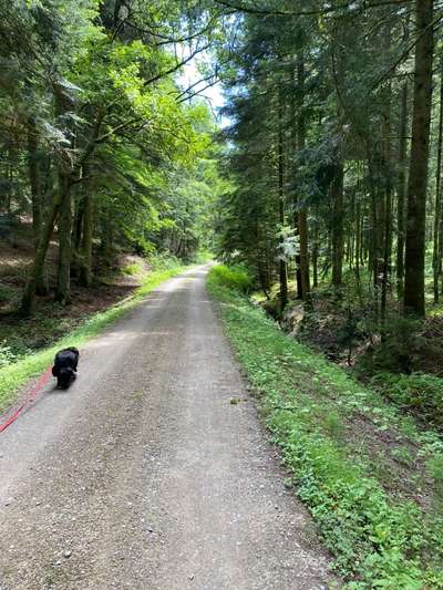 Hundeauslaufgebiet-Vöhringer Wald-Bild