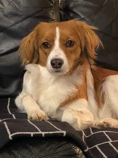 Kooikerhondje-Beitrag-Bild