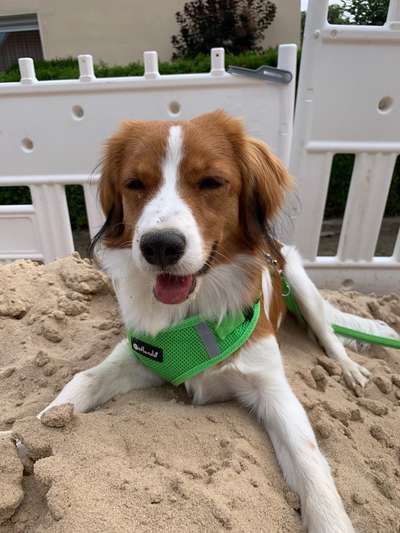 Kooikerhondje-Beitrag-Bild