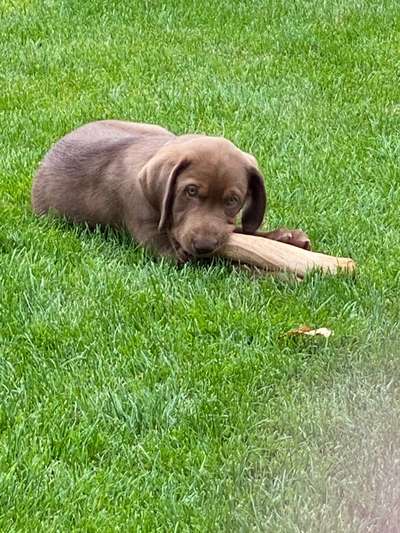 Die Dogorama Kalender Challenge Titelbild-Beitrag-Bild