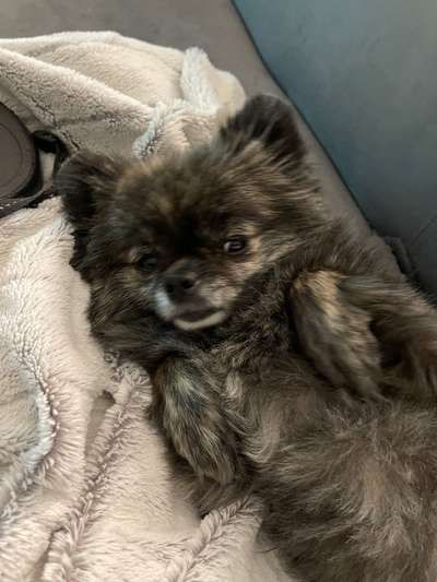 Mischlinge raten - Rätselspaß-Beitrag-Bild