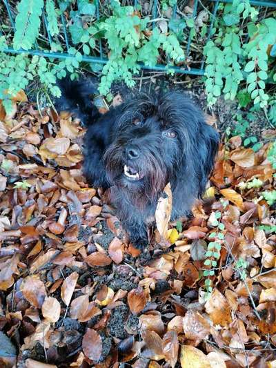 Herbst🍁-Beitrag-Bild