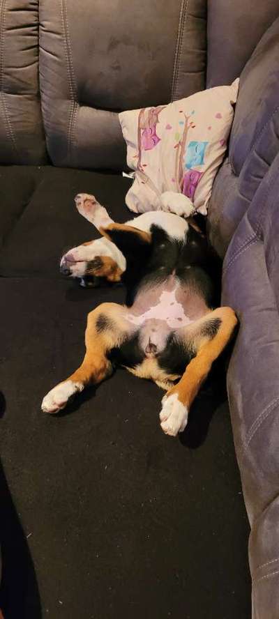 Die Dogorama Wochen Challenge-Beitrag-Bild