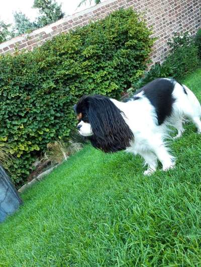 Cavalier King Charles Spaniel?-Beitrag-Bild
