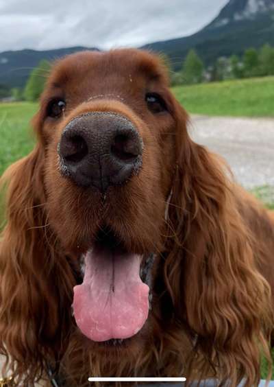 Irisch setter-Beitrag-Bild