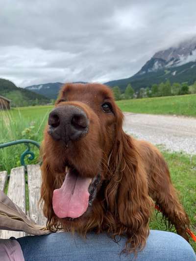 Irisch setter-Beitrag-Bild