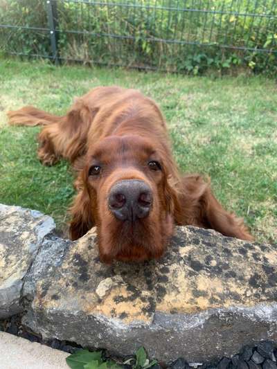 Hundetreffen-Setter Fellnasen-Bild