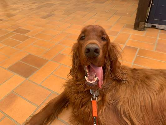 Irisch setter-Beitrag-Bild