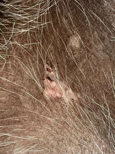 ⚠️🐛 Eichenprozessionsspinner – echte Gefahr für Hunde oder unnötige Panikmache?-Beitrag-Bild