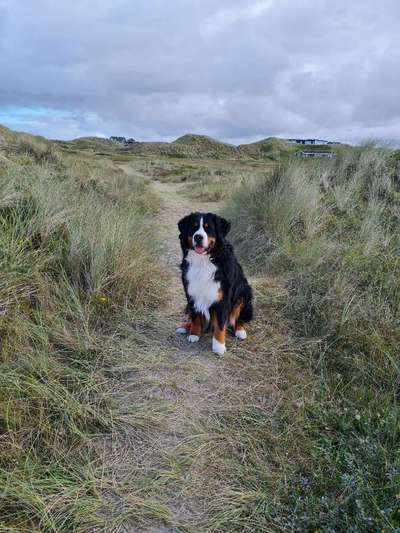 Berner Sennen-Beitrag-Bild