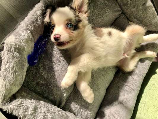 Dogorama Photo Challenge - Einmal lächeln bitte-Beitrag-Bild