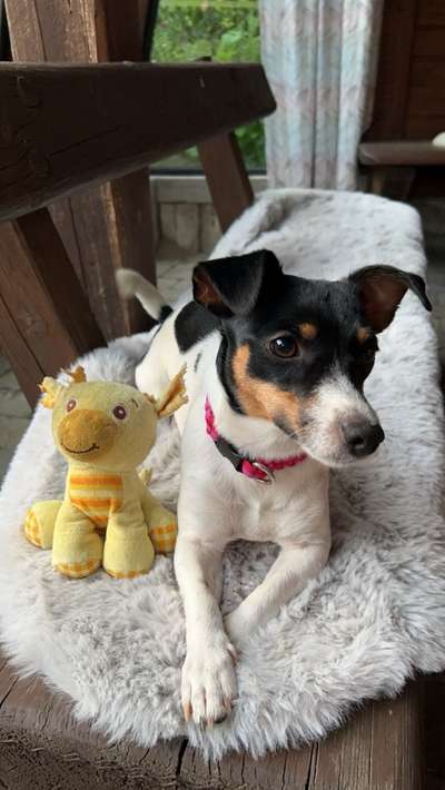 Hundetreffen-Social Walk-Bild