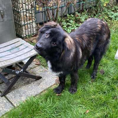 Hundetreffen-Spielen und toben am Feld in Dortmund-Marten-Bild