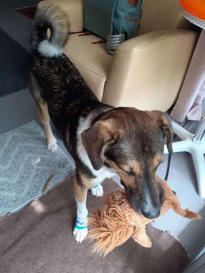 149. Foto Challenge: Wer ist hier der Boss!-Beitrag-Bild