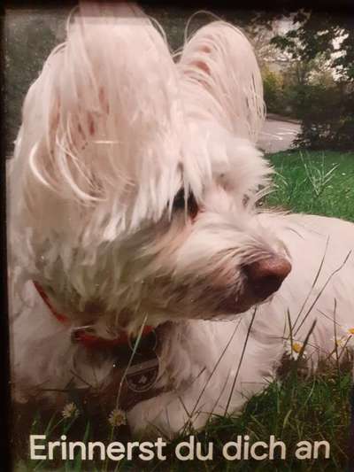 Unsere Fellnasen im Regenbogenland-Beitrag-Bild